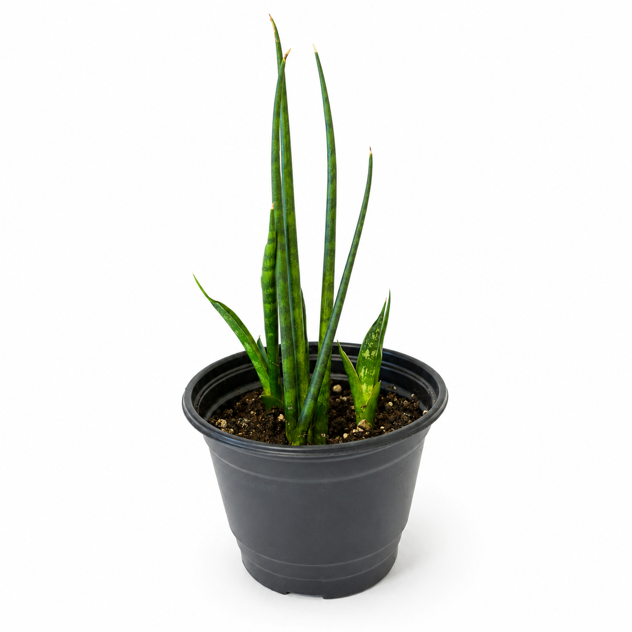 Snake Plant (Sansevieria Fernwood 'Mikado)