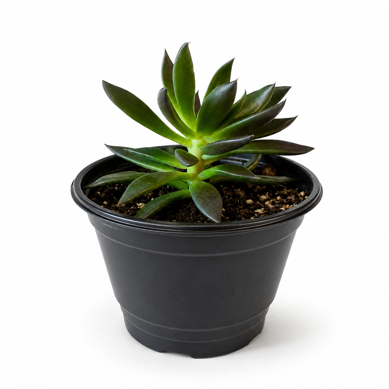 Black Prince Echeveria