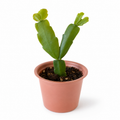 Starter Christmas Cactus (Schlumbergera)