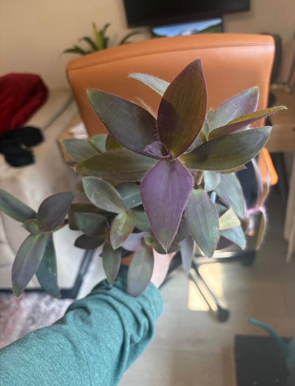 Purple Heart Tradescantia