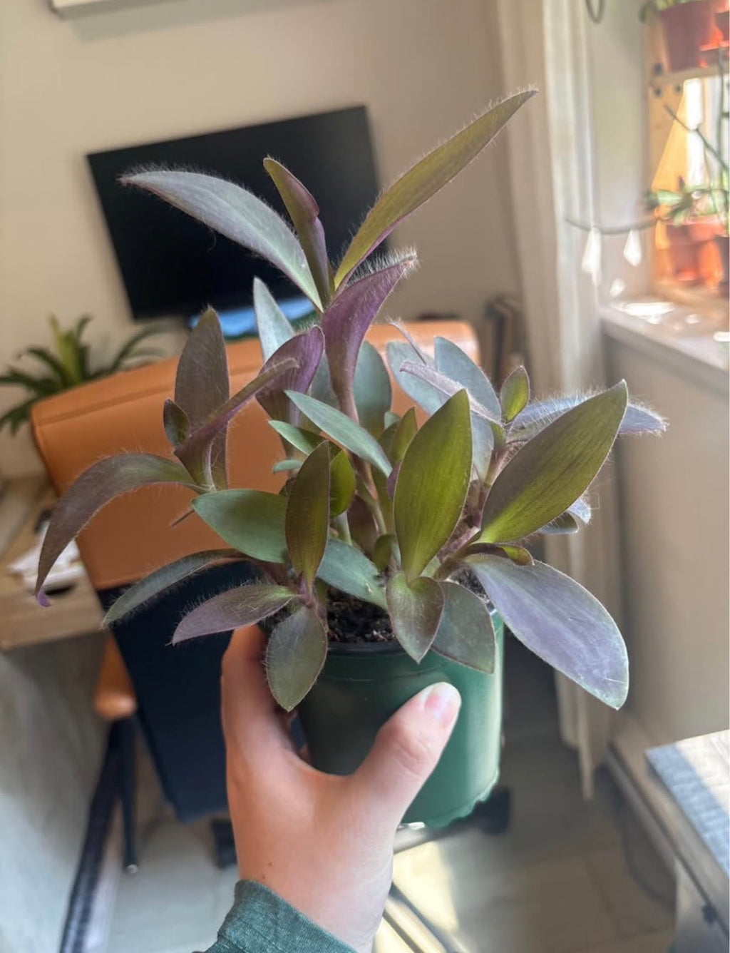 Purple Heart Tradescantia