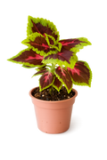 Coleus