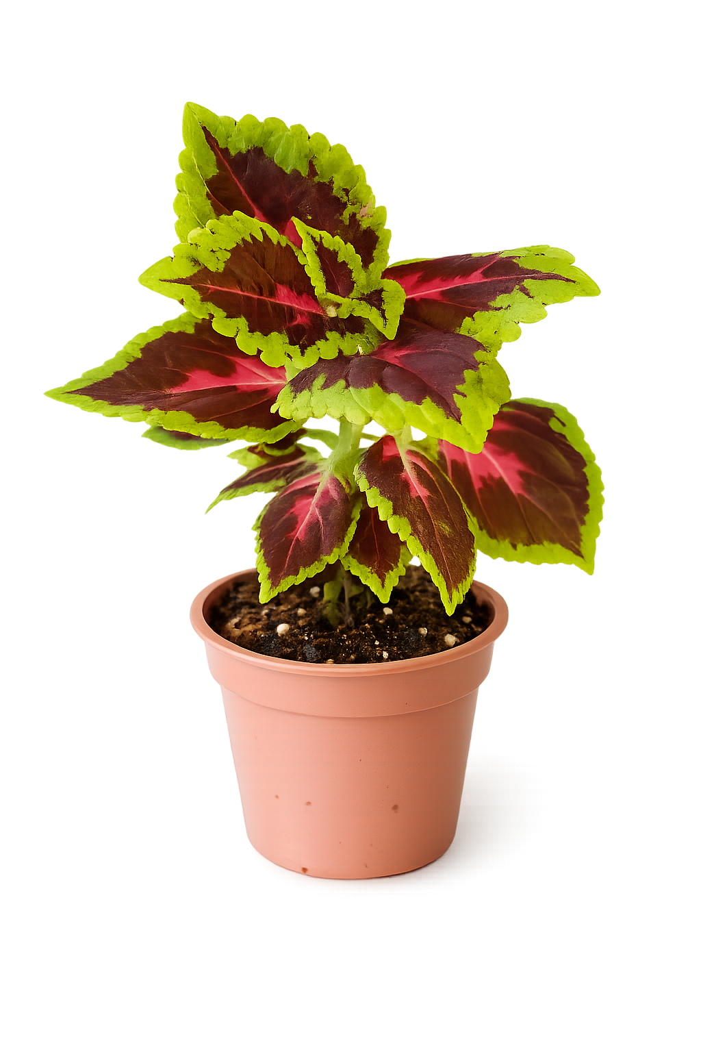 Coleus
