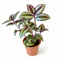 Tradescantia zebrina