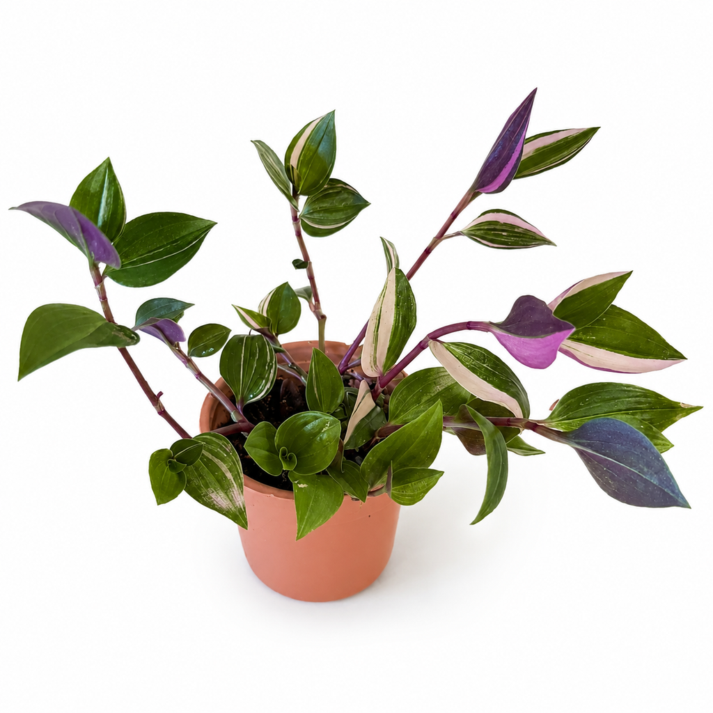 Tradescantia mundula 'Lisa'.