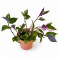 Tradescantia mundula 'Lisa'.
