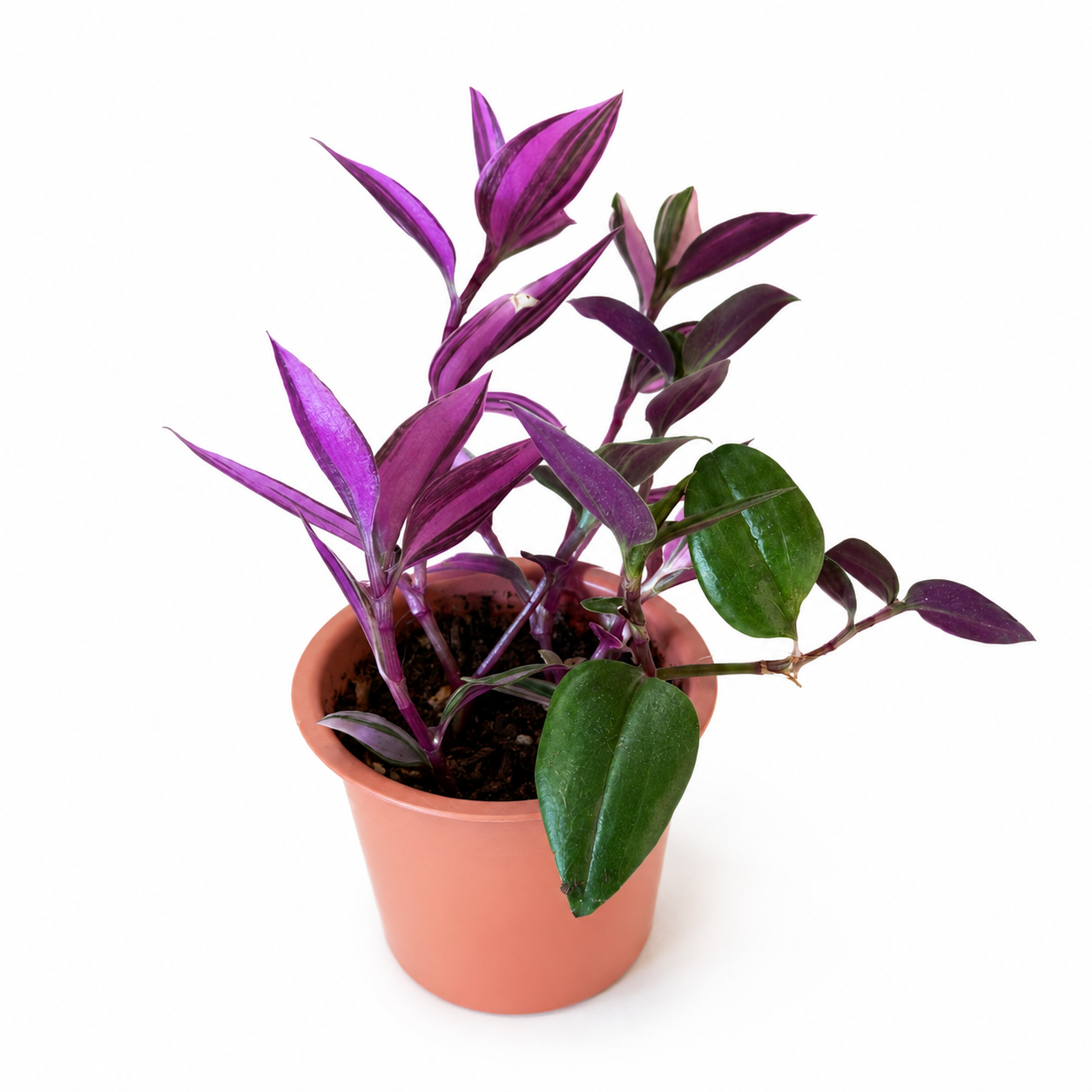 Tradescantia mundula 'Lisa'.