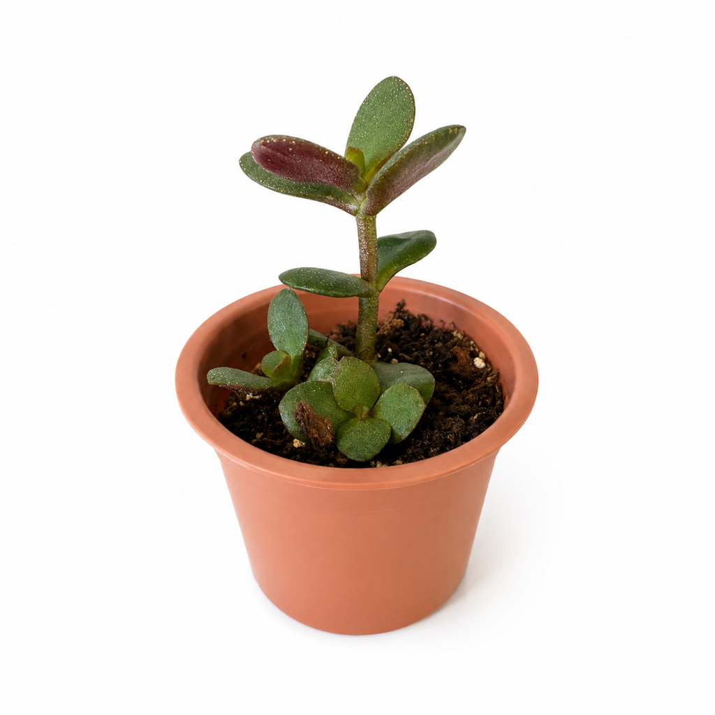 Starter Jade Plant