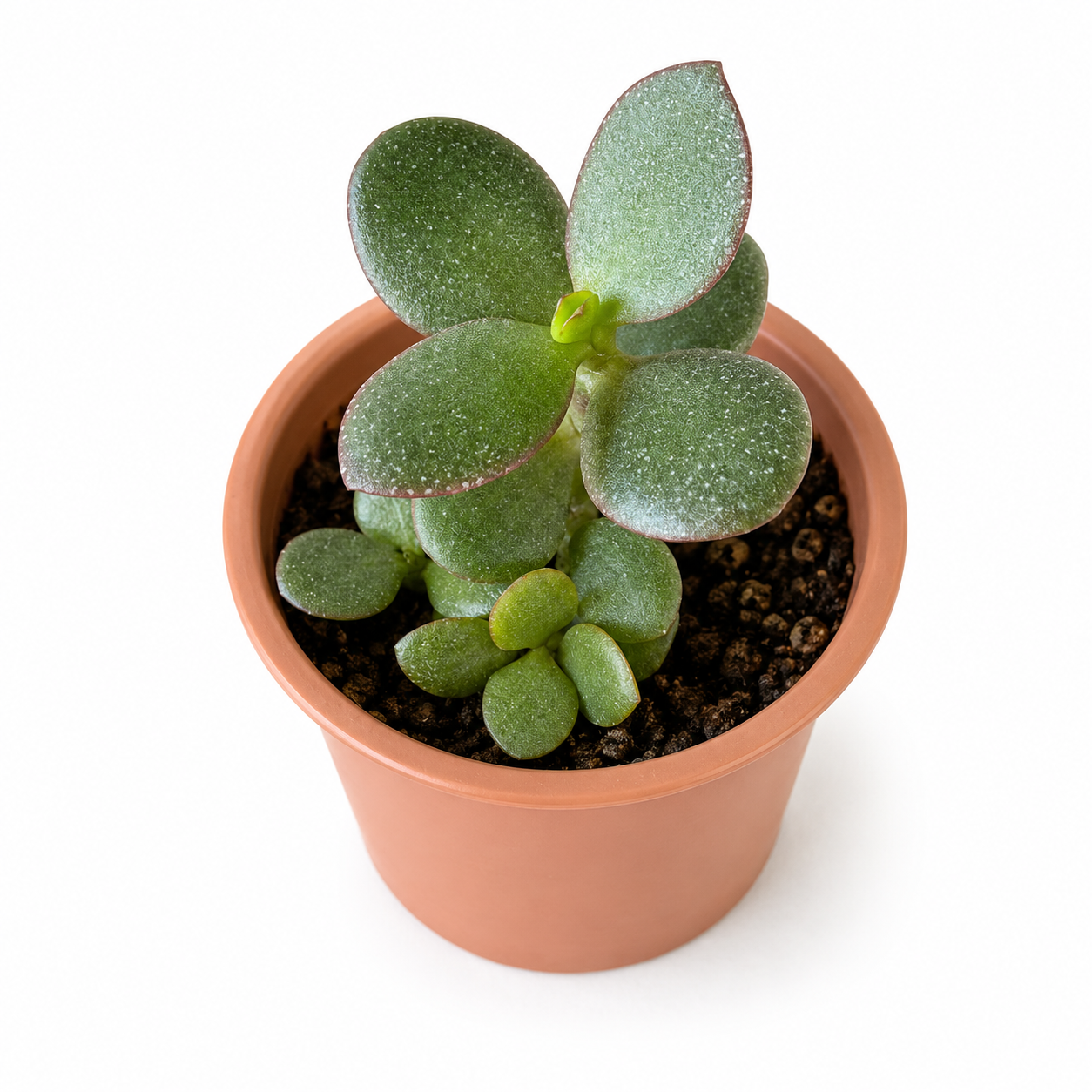 Starter Jade Plant