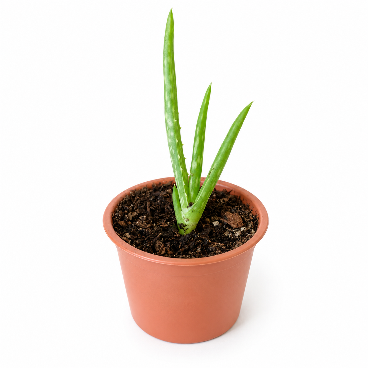 Baby Aloe Vera