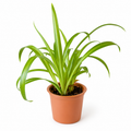 Spider Plant