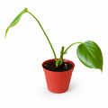 Monstera Deliciosa (Juvenile)