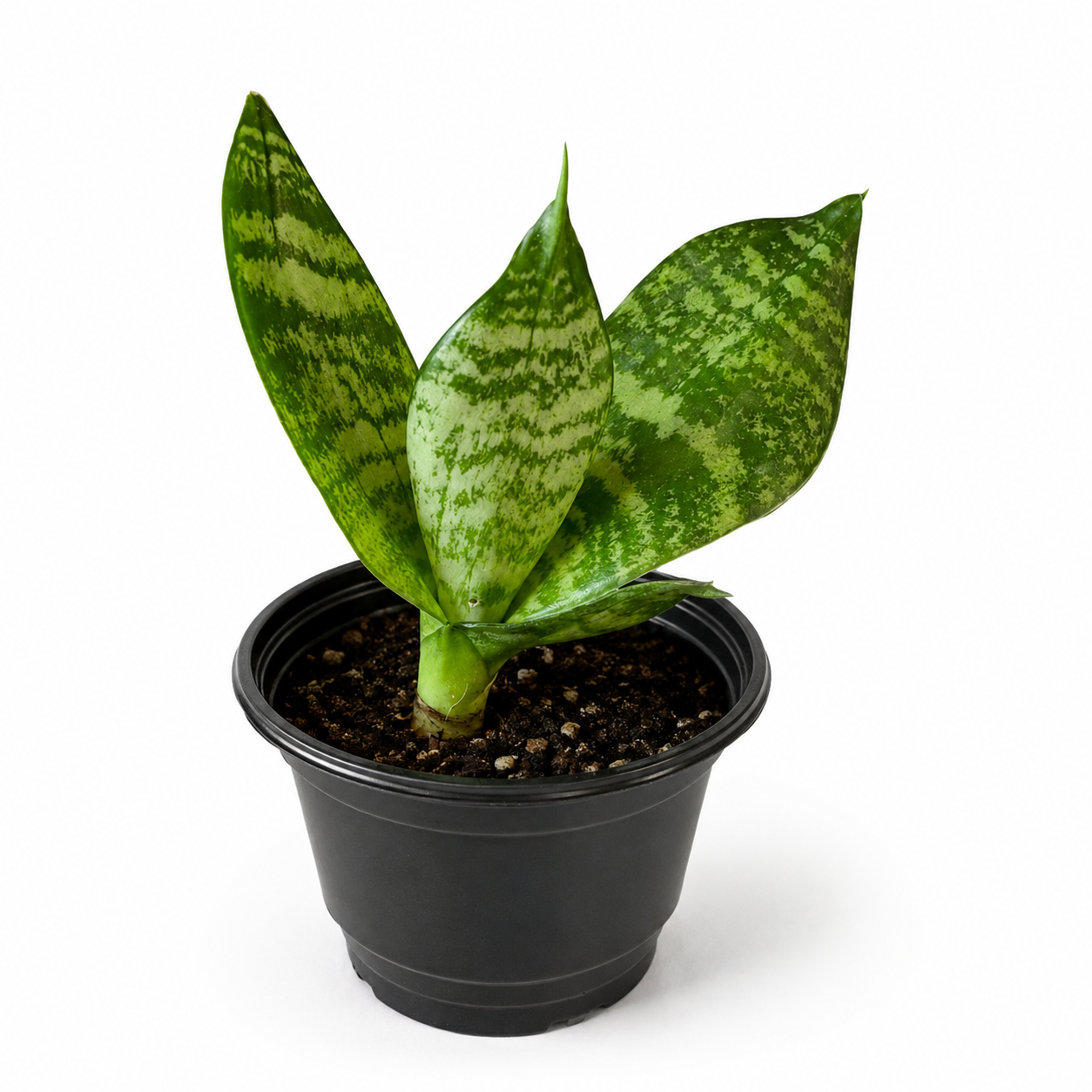 Snake Plant (Sansevieria trifasciata 'Hahnii')