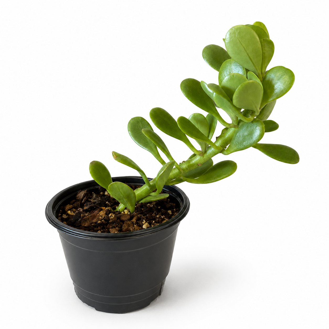 Trailing Jade (Kleinia petraea)
