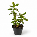 Jade Plant
