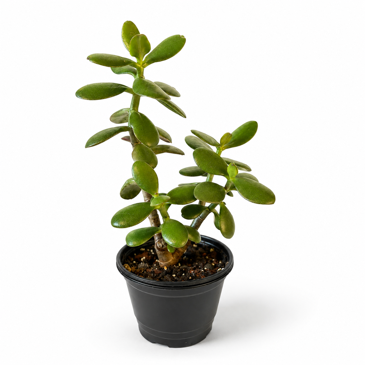 Jade Plant