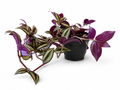 Trailing Tradescantia Zebrina